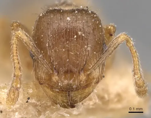 Tetramorium semilaeve specimen CASENT0904821 image casent0904821_2