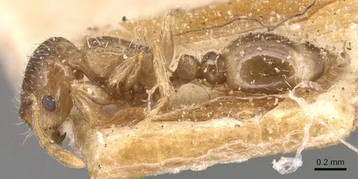 Tetramorium semilaeve specimen CASENT0904821 image casent0904821_3