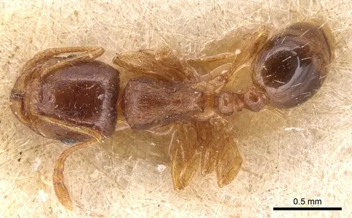 Tetramorium semilaeve specimen CASENT0904823 image casent0904823_1