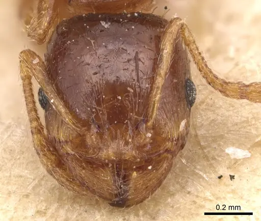 Tetramorium semilaeve specimen CASENT0904823 image casent0904823_2