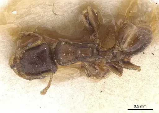 Tetramorium semilaeve specimen CASENT0913612 image casent0913612_1