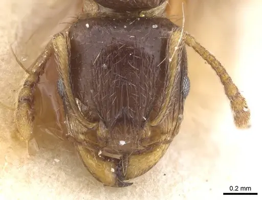 Tetramorium semilaeve specimen CASENT0913612 image casent0913612_2