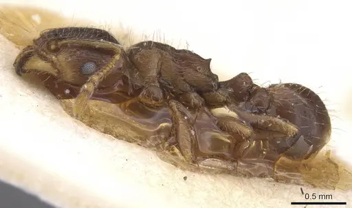 Tetramorium semilaeve specimen CASENT0913612 image casent0913612_3