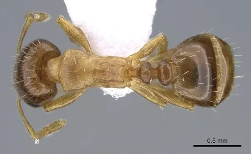 Tetramorium semilaeve specimen CASENT0914830 image casent0914830_1