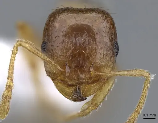 Tetramorium semilaeve specimen CASENT0914830 image casent0914830_2