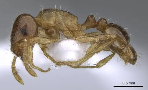 Tetramorium semilaeve specimen CASENT0914830 image casent0914830_3