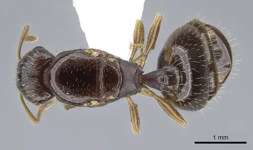 Tetramorium semilaeve specimen CASENT0914831 image casent0914831_1
