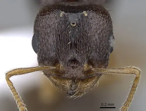 Tetramorium semilaeve specimen CASENT0914831 image casent0914831_2