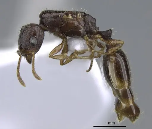 Tetramorium semilaeve specimen CASENT0914831 image casent0914831_3