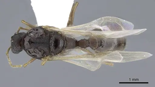 Tetramorium semilaeve specimen CASENT0914832 image casent0914832_1