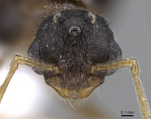 Tetramorium semilaeve specimen CASENT0914832 image casent0914832_2