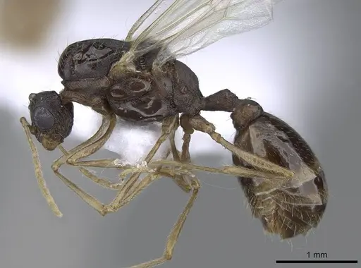 Tetramorium semilaeve specimen CASENT0914832 image casent0914832_3