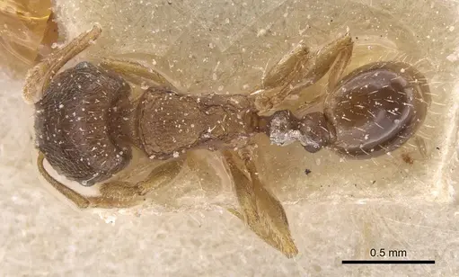Tetramorium semilaeve specimen CASENT0915043 image casent0915043_1