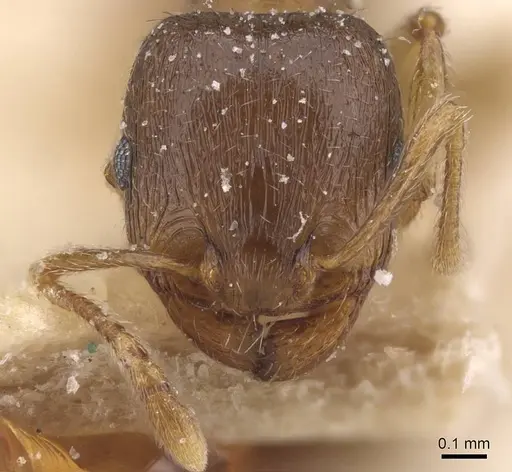 Tetramorium semilaeve specimen CASENT0915043 image casent0915043_2