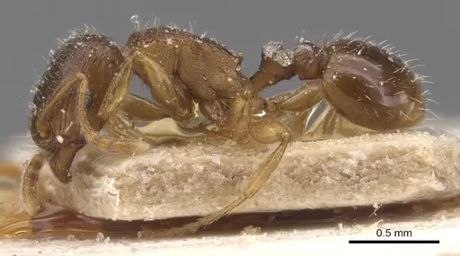 Tetramorium semilaeve specimen CASENT0915043 image casent0915043_3