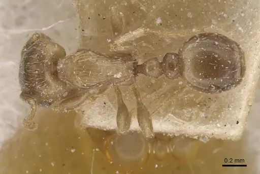 Tetramorium semilaeve specimen CASENT0915044 image casent0915044_1