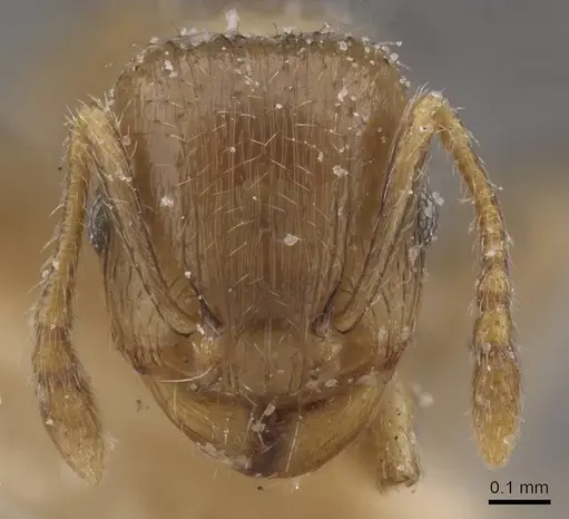 Tetramorium semilaeve specimen CASENT0915044 image casent0915044_2