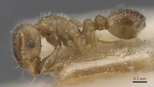 Tetramorium semilaeve specimen CASENT0915044 image casent0915044_3