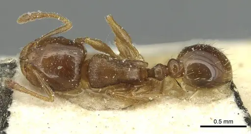 Tetramorium semilaeve specimen CASENT0915046 image casent0915046_1