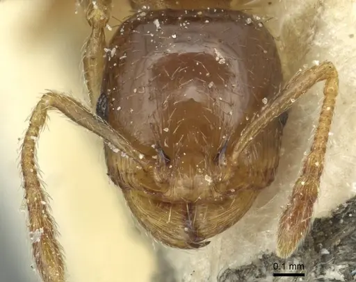 Tetramorium semilaeve specimen CASENT0915046 image casent0915046_2
