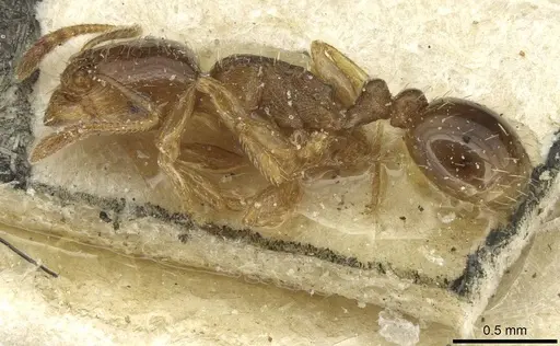 Tetramorium semilaeve specimen CASENT0915046 image casent0915046_3