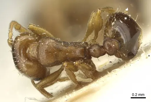 Tetramorium semilaeve specimen CASENT0915049 image casent0915049_1