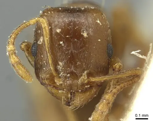 Tetramorium semilaeve specimen CASENT0915049 image casent0915049_2