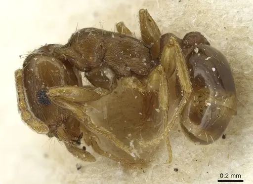Tetramorium semilaeve specimen CASENT0915049 image casent0915049_3