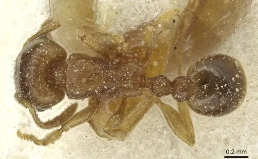 Tetramorium semilaeve specimen CASENT0915050 image casent0915050_1