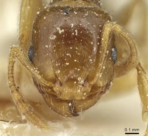 Tetramorium semilaeve specimen CASENT0915050 image casent0915050_2