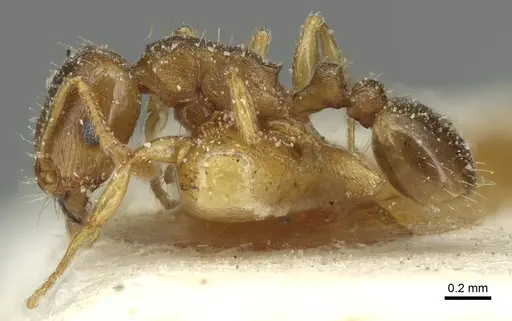 Tetramorium semilaeve specimen CASENT0915050 image casent0915050_3