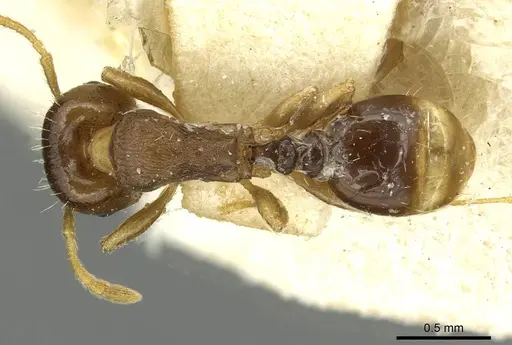 Tetramorium semilaeve specimen CASENT0915055 image casent0915055_1