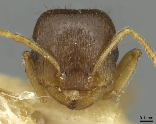 Tetramorium semilaeve specimen CASENT0915055 image casent0915055_2