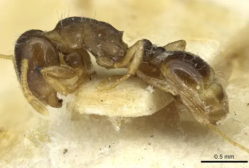 Tetramorium semilaeve specimen CASENT0915055 image casent0915055_3
