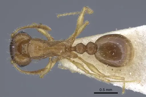 Tetramorium semilaeve specimen CASENT0917074 image casent0917074_1
