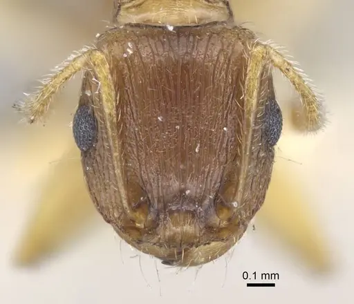 Tetramorium semilaeve specimen CASENT0917074 image casent0917074_2