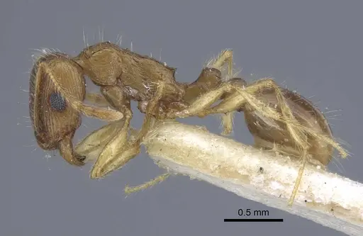 Tetramorium semilaeve specimen CASENT0917074 image casent0917074_3