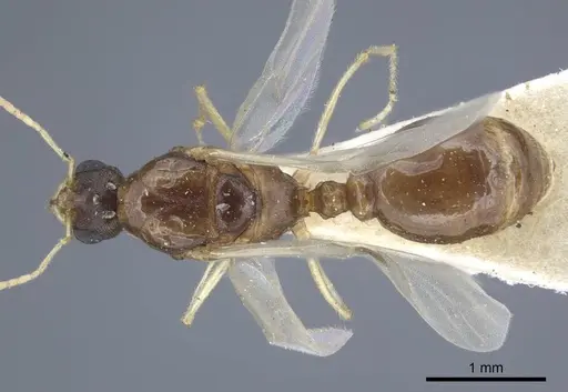 Tetramorium semilaeve specimen CASENT0917075 image casent0917075_1