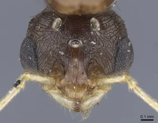 Tetramorium semilaeve specimen CASENT0917075 image casent0917075_2