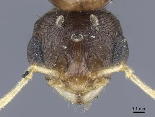 Tetramorium semilaeve specimen CASENT0917075 image casent0917075_3