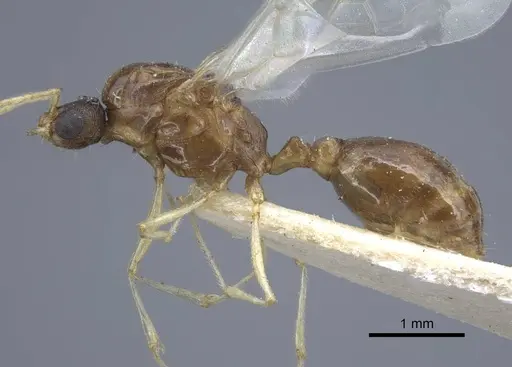 Tetramorium semilaeve specimen CASENT0917075 image casent0917075_4