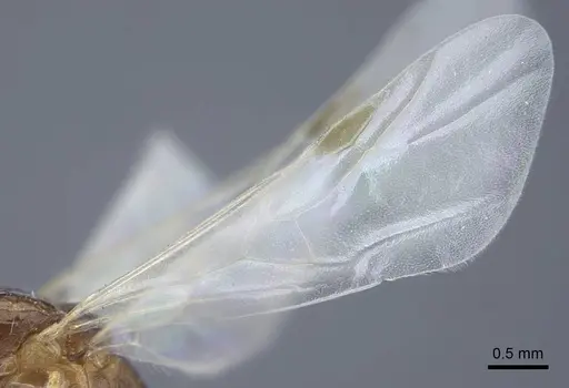 Tetramorium semilaeve specimen CASENT0917075 image casent0917075_5