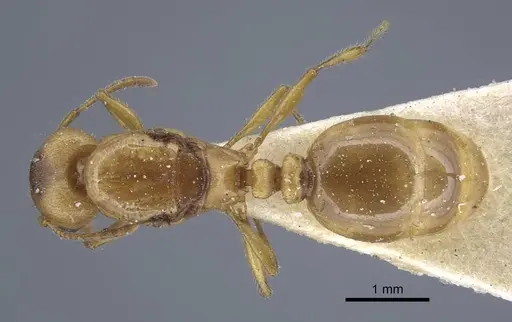 Tetramorium semilaeve specimen CASENT0917076 image casent0917076_1