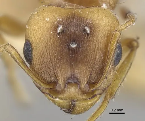 Tetramorium semilaeve specimen CASENT0917076 image casent0917076_2