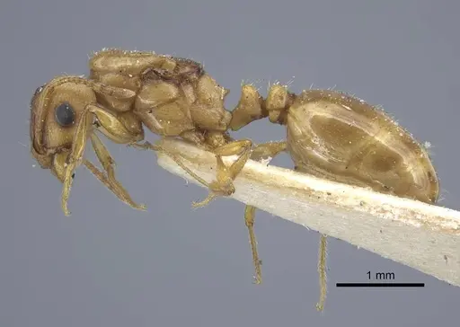 Tetramorium semilaeve specimen CASENT0917076 image casent0917076_3