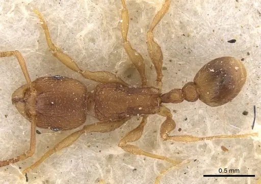Tetramorium semireticulatum specimen CASENT0901229 image casent0901229_1