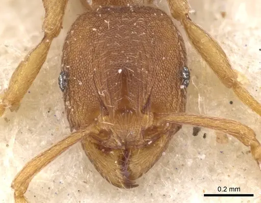Tetramorium semireticulatum specimen CASENT0901229 image casent0901229_2