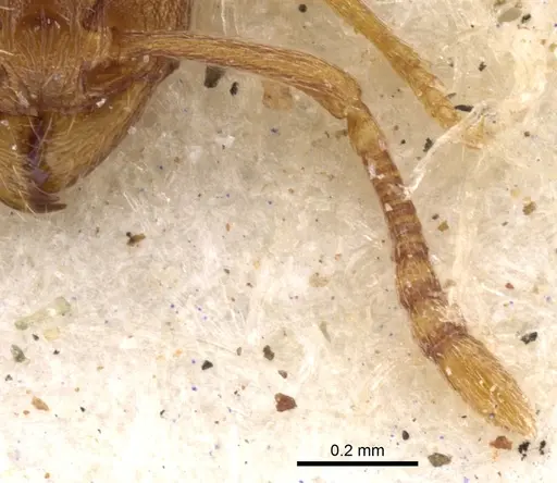 Tetramorium semireticulatum specimen CASENT0901229 image casent0901229_3