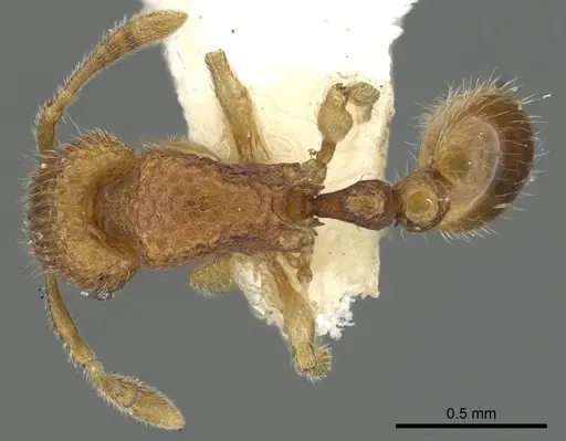 Tetramorium seneb specimen CASENT0901093 image casent0901093_1
