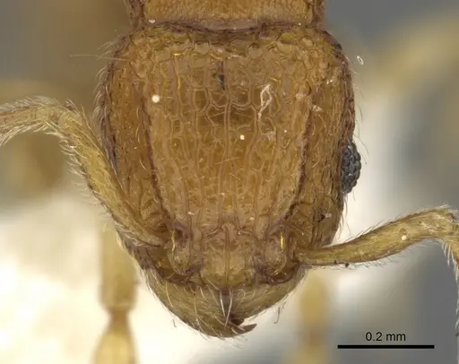 Tetramorium seneb specimen CASENT0901093 image casent0901093_2